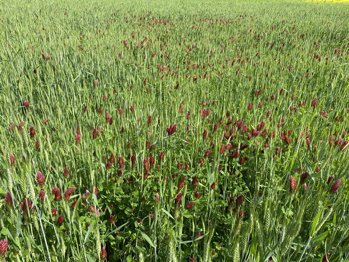 A field of tall, bright green grass with bright red flowers.