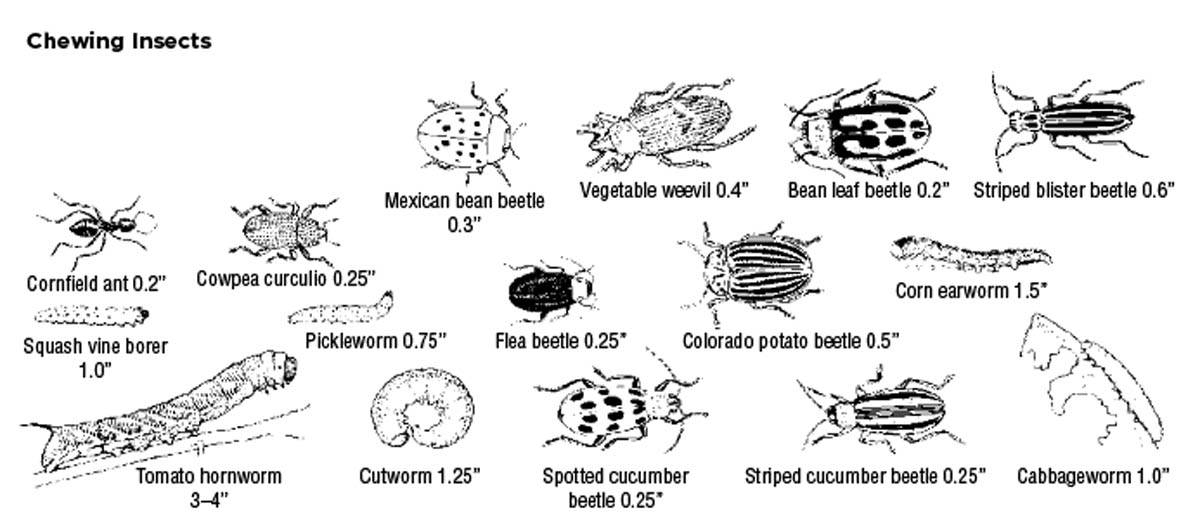 Chewing insects and their sizes: cornfield ant, 0.2 inch; cowpea curculio, 0.25 inch; Mexican bean beetle, 0.3 inch; vegetable weevil, 0.4 inch; bean leaf beetle, 0.2 inch; striped blister beetle, 0.6 inch; squash vine borer, 1 inch; pickleworm, 0.75 inch; flea beetle, 0.25 inch; Colorado potato beetle, 0.5 inch; corn earworm, 1.5 inches; tomato hornworm, 3–4 inches; cutworm, 1.25 inches; spotted cucumber beetle, 0.25 inch; striped cucumber beetle, 0.25 inch; cabbageworm, 1 inch.