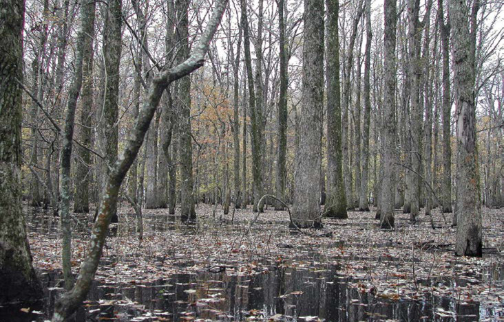Trees surrounded by floodwater with floating brown leaves.