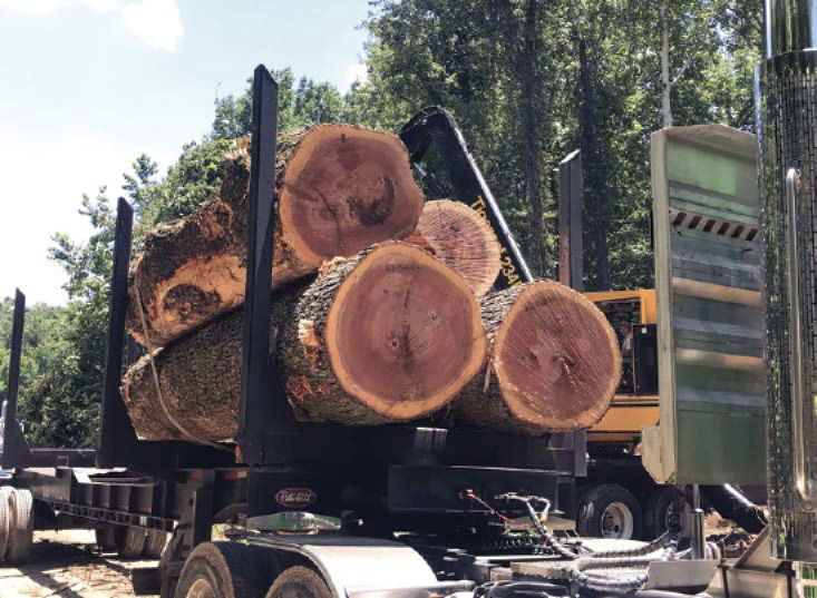 Four huge logs rest on the back of an eighteen wheeler.
