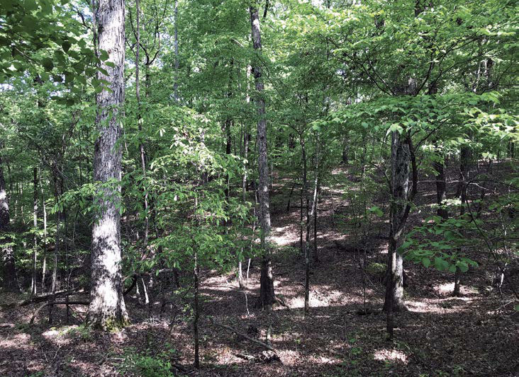 White oak trees with lush green leaves in a forest.