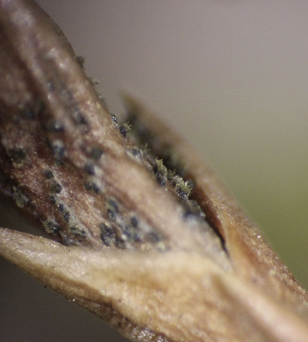 Extreme close-up of a stem with black, fuzzy spots.