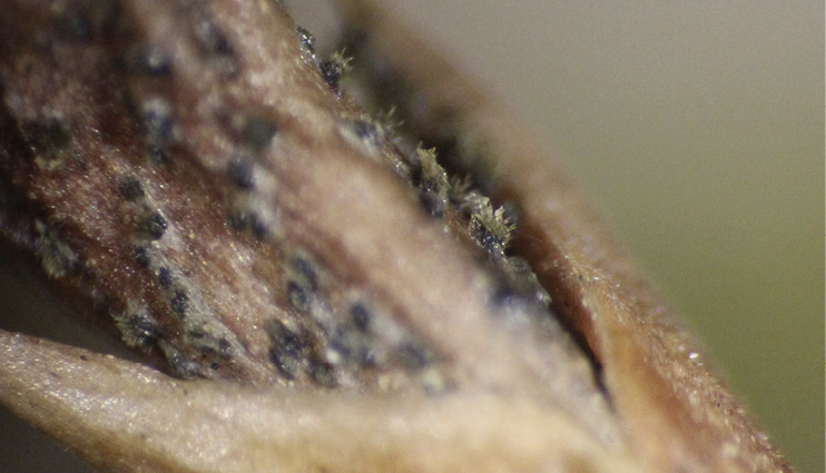 Extreme close-up of a stem with black, fuzzy spots.