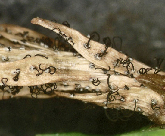 Close-up of a brownish leaf with many curly, black tendrils growing from it.