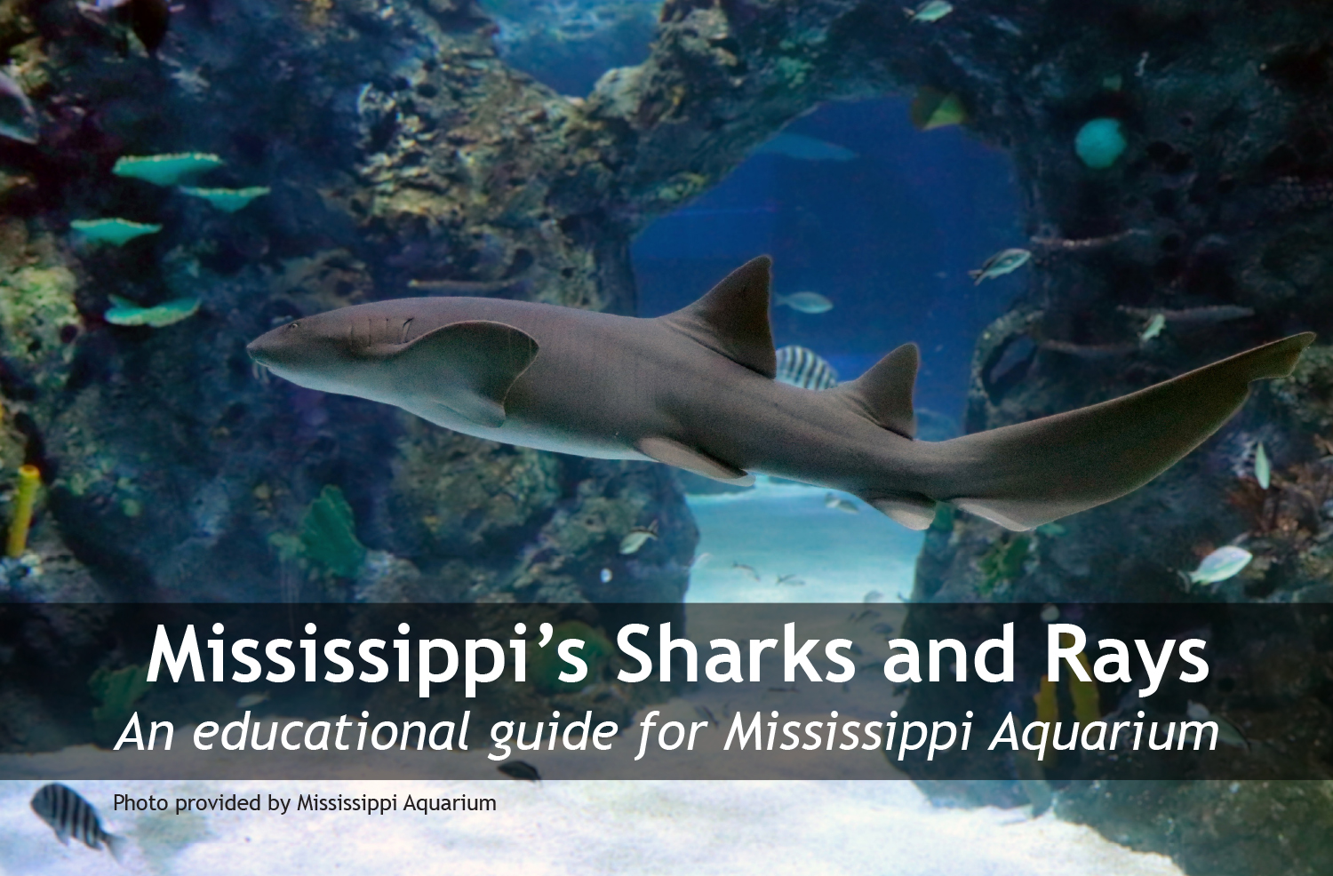 Cover image of shark swimming in Mississippi Aquarium.
