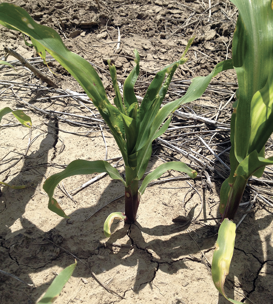 Small, stunted corn plants.