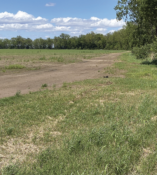 A grassy area between a field and a line of trees.