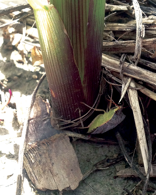 An insect sits at the base of a corn stalk.