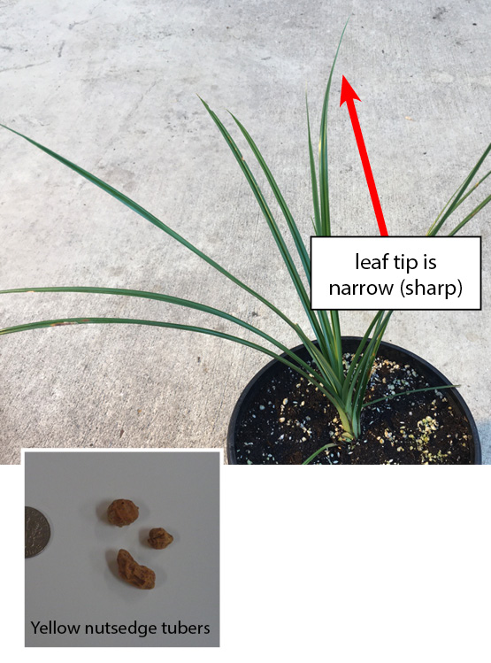 Plant photo: Potted yellow nutsedge pictured with long, thin green leaves that have narrow, sharp tips. Seed photo: Small orange, round tubers (nutsedge seeds) pictured next to dime for size comparison.