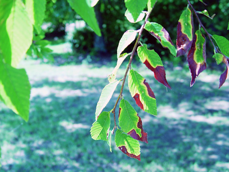 A leaves on the branch of a winged elm tree show signs of bacterial leaf scorch. The pattern of the brown "scorched" areas indicate that this is bacterial leaf scorch and not drought stress, since the browning is irregular. 