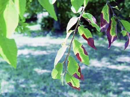 A leaves on the branch of a winged elm tree show signs of bacterial leaf scorch. The pattern of the brown "scorched" areas indicate that this is bacterial leaf scorch and not drought stress, since the browning is irregular. 