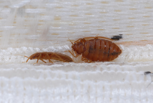 Two bed bugs on a matress. The white fibers of the matress contrast with the reddish brown color of the bed bugs.