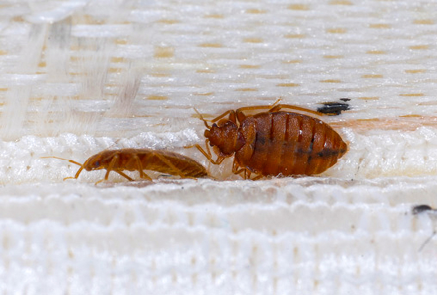 What to Do About Bed Bugs in Poultry Houses