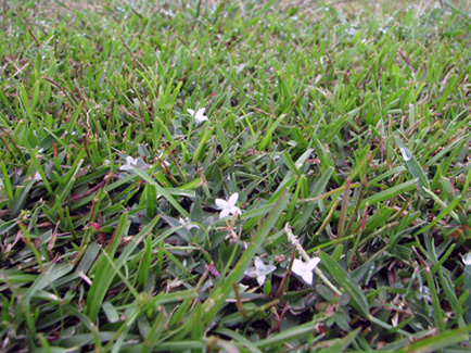 The white four-lobed flowers of Virginia buttonweed in centipedegrass. The flowers of the Virginia buttonweed are the same height as the centipedegrass.