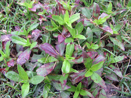 Older, larger leaves of Virginia buttonweed stand out from the surrounding grass. Some leaves on the buttonweed are bright green and some leaves are dark purple.