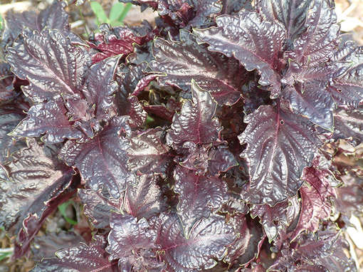 A basil plant with ruffled purple leaves. 