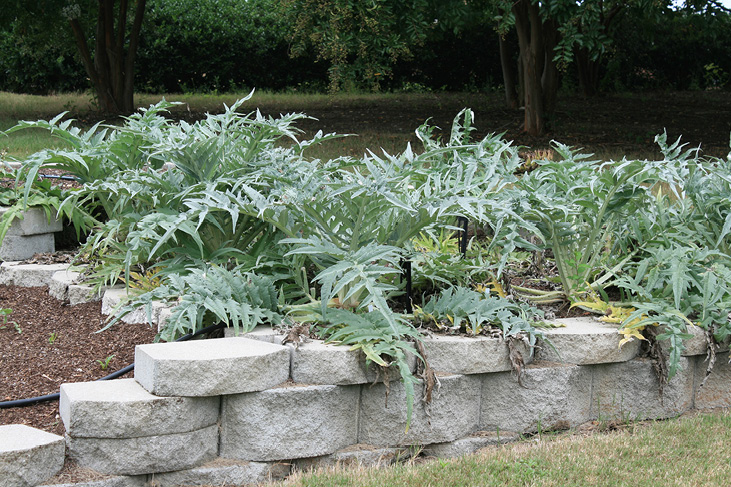 Green fern-like cardoon planted in a raised plant bed lined with stone pavers.