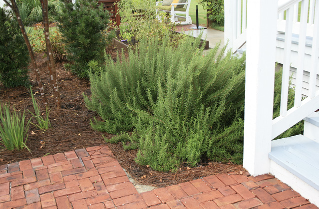 A tall cluster of rosemary sprigs next to white-painted wooden stairs and a brick patio.