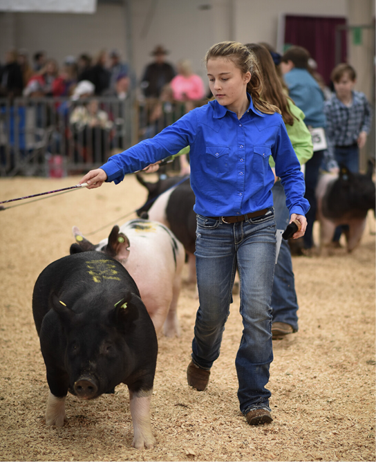 Young girl walks her competition hog during Dixie National Junior Roundup.