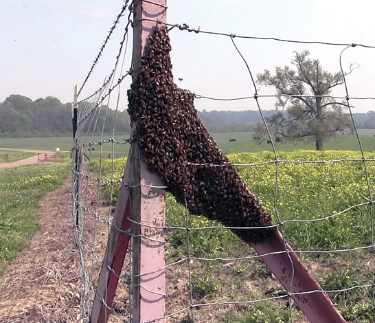 A bee swarm covers a fence post.