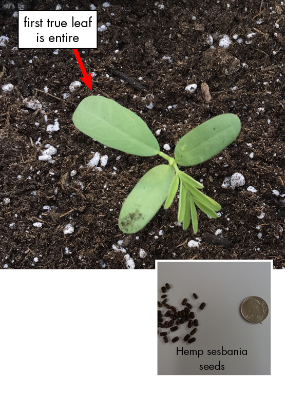 Hemp sesbania features whole oval-shaped leaves from stem. HS Seeds: Small brown pellet-like rounded rectangle seeds pictured next to dime for size comparison.