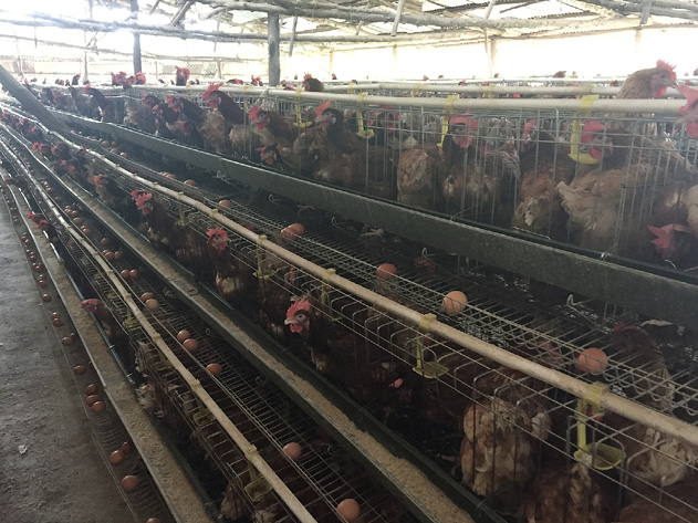 Rows of stacked cages filled with hens and eggs.