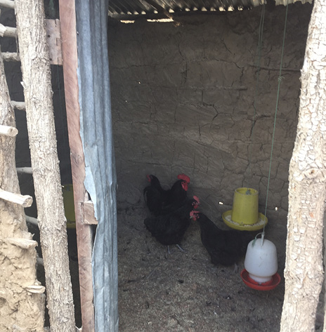 Three chickens in an outdoor structure with a feeder dish and a water dish suspended from the ceiling.