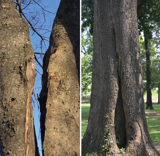 Crack in tree trunks can cause the tree to fail or fall. The most common are shear cracks and inrolled cracks.