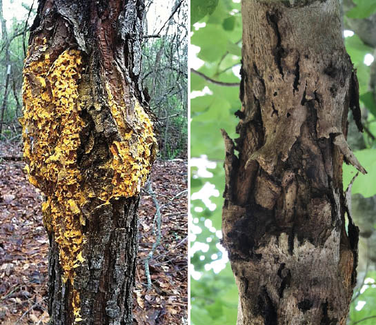 All trees are at risk for canker diseases. The pine and hardwood tree shown both bulge at the areas where cankers have taken root inside the trunk.
