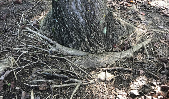 This tree has crossed or "circling" roots around the base of the trunk, which makes it difficult for water and nutrient uptake.