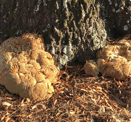 This decaying fungus at the trunk of this willow oak indicates root rot.