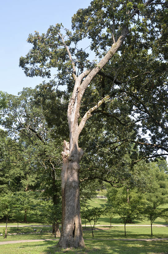 The location of a tree can compromise its overall architecture. This tree located next to a park trail has started to lean and should be removed before failure.