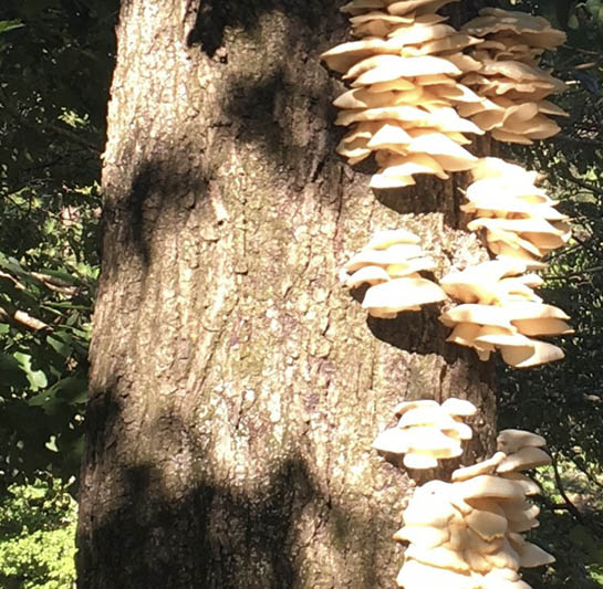 An oyster mushroom grows along the side of a tree trunk. This indicates disease or decay fungi within the tree.