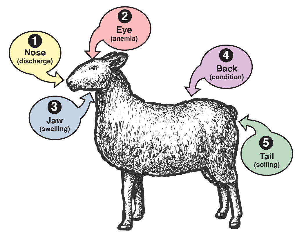 Nasalworm in Sheep and Goats, Nasalworm Infestation