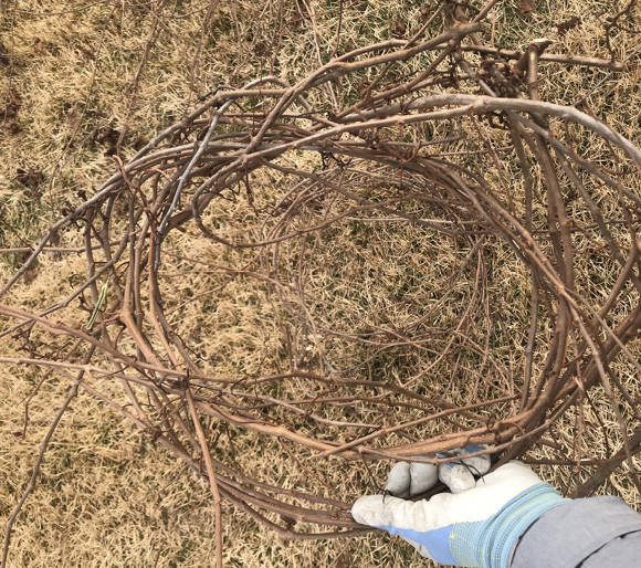 A grapevine wreath is best made in layers. This piece of grapevine cane is bent into a round shape to create a foundation for a decorative wreath.