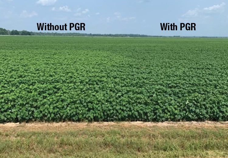 A field of cotton. The cotton on the left is identified as "without PGR," and it is taller than the cotton on the right, which is identified as "with PGR."