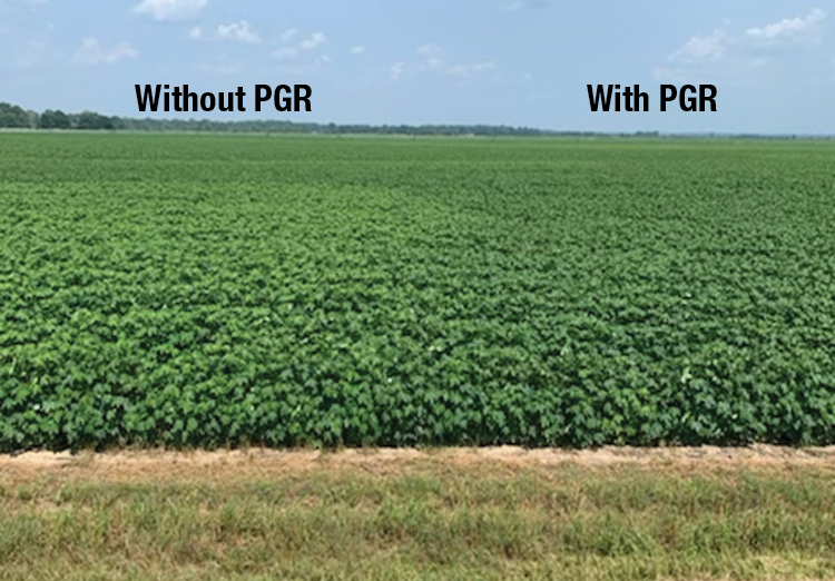 How to Think About Cotton: Plant Growth Regulators - Alabama Cooperative  Extension System