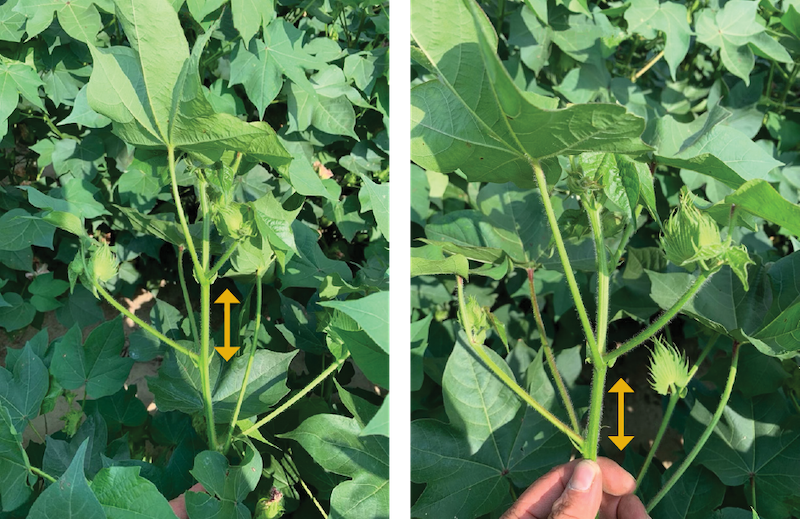 Two cotton plants with 2–3 inches between internodes.