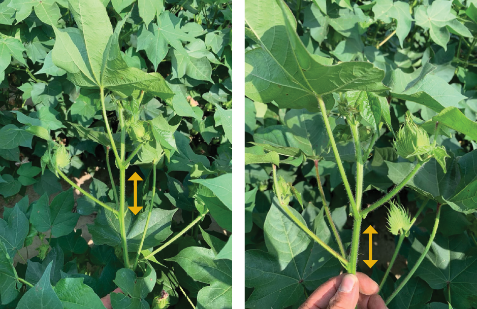 Two cotton plants with 2–3 inches between internodes.