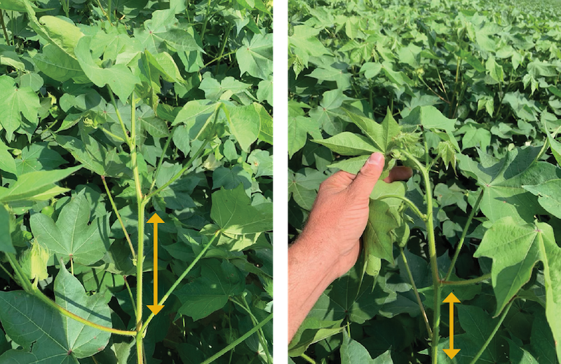 Two cotton plants with more than 3 inches between internodes.