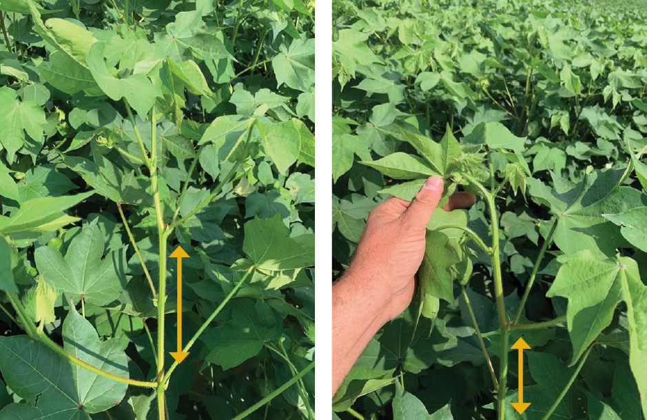 Two cotton plants with more than 3 inches between internodes.