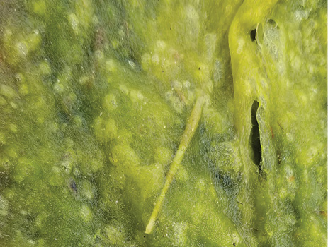 Close-up of a medium-green algae mat.