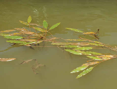 Oval shaped green and brown leaves sprouting from thin stems feature pointed tips and float on the water’s surface.