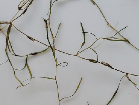 Brown stems with thin blade-like leaves are displayed on a white background.