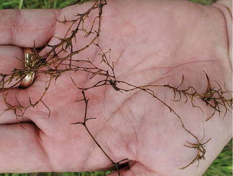 A few stems of southern naiad are displayed in the palm of a person’s hand.