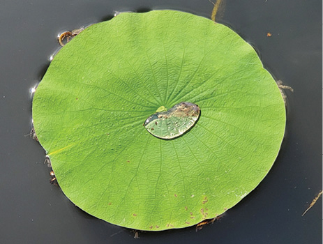 A singular lotus leaf floats on the water’s surface.