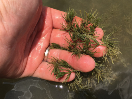 A hand pulls a small section of bushy algae from the water to display strands of the plant.