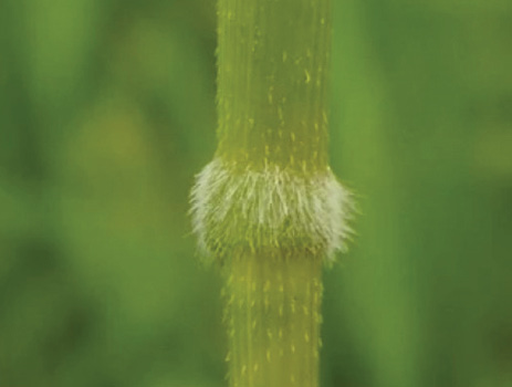 Close shot of a cut grass stem features a node with short, fine, hair-like strands.