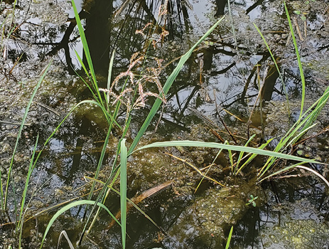 A few cut grass blades with long, fuzzy flowers grow from the mat on the water’s surface.