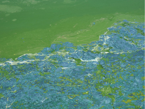 Yellow-green clumps of algae floating on the surface of a pond.